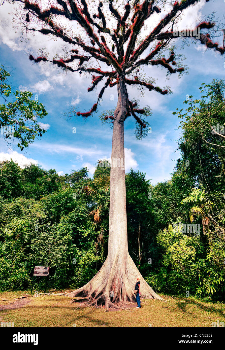 A ceiba tree (Guatemala's national tree) in Tikal National Park. Stock Photo