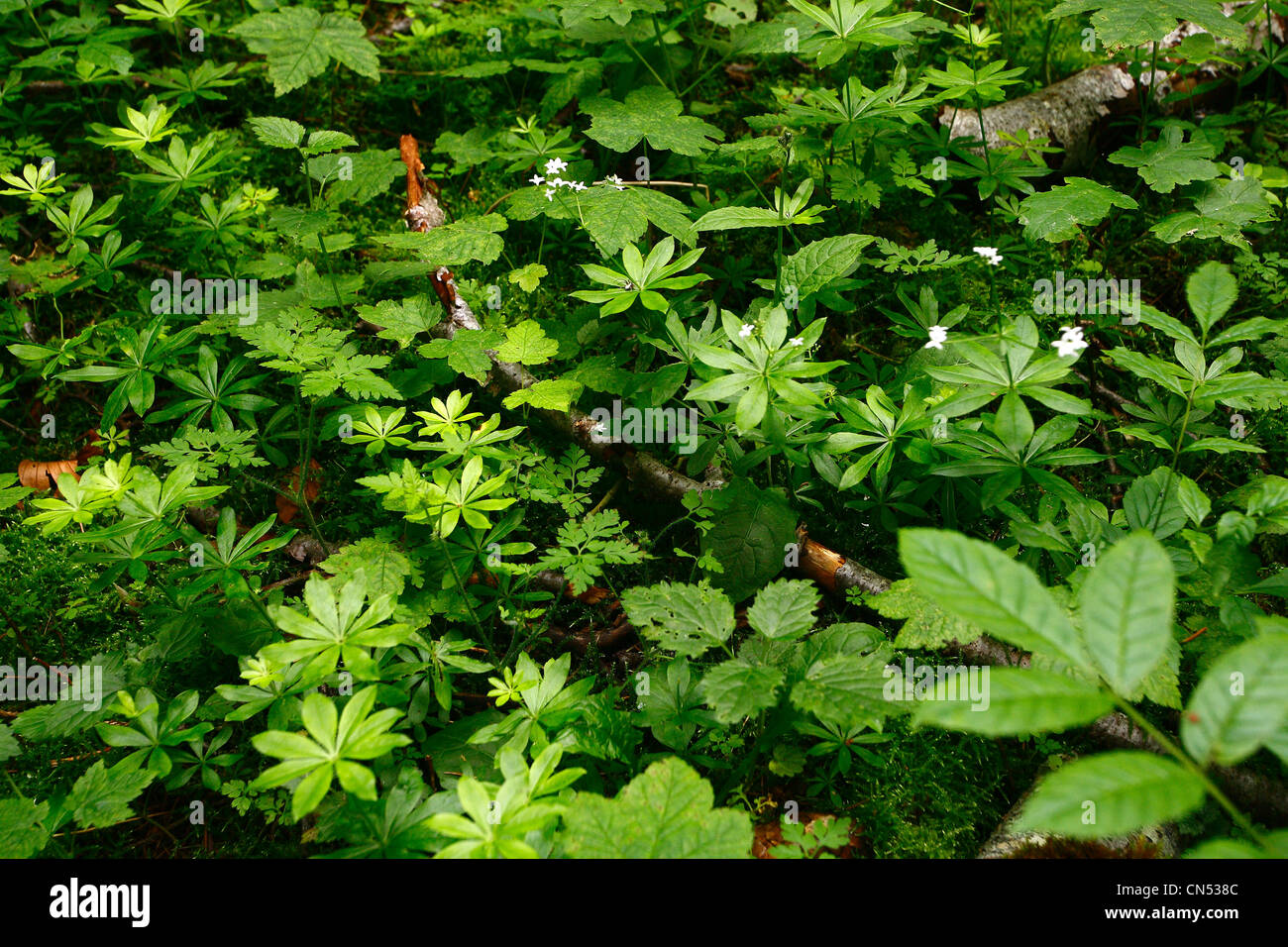 France, Savoie, Bauges moutains, carpet woodruff (Gallium odoratum) Stock Photo