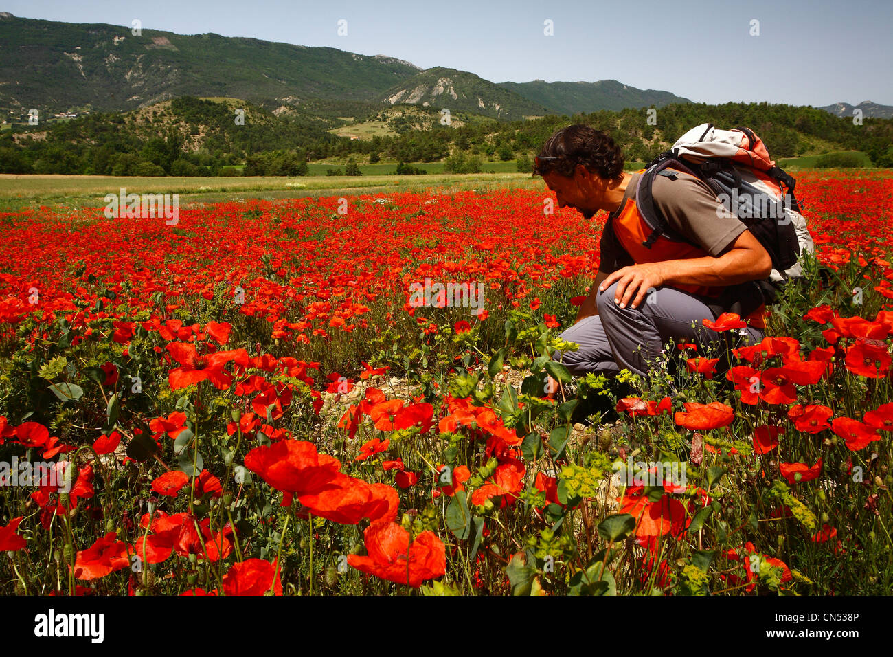 France, Hautes Alpes, Buech walker crouching in a field of poppies (Papaver rhoeas) Stock Photo