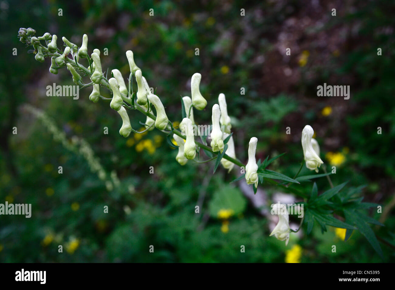 France, Hautes Alpes, Buech Aconite Wolfsbane (Aconitum lycoctonum), very toxic plant Stock Photo