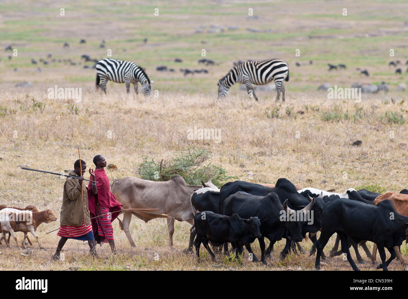 Tanzania, Arusha Region, Ngorongoro Conservation Area, listed as World Heritage by UNESCO, Maasai in Ngorongoro Crater with Stock Photo
