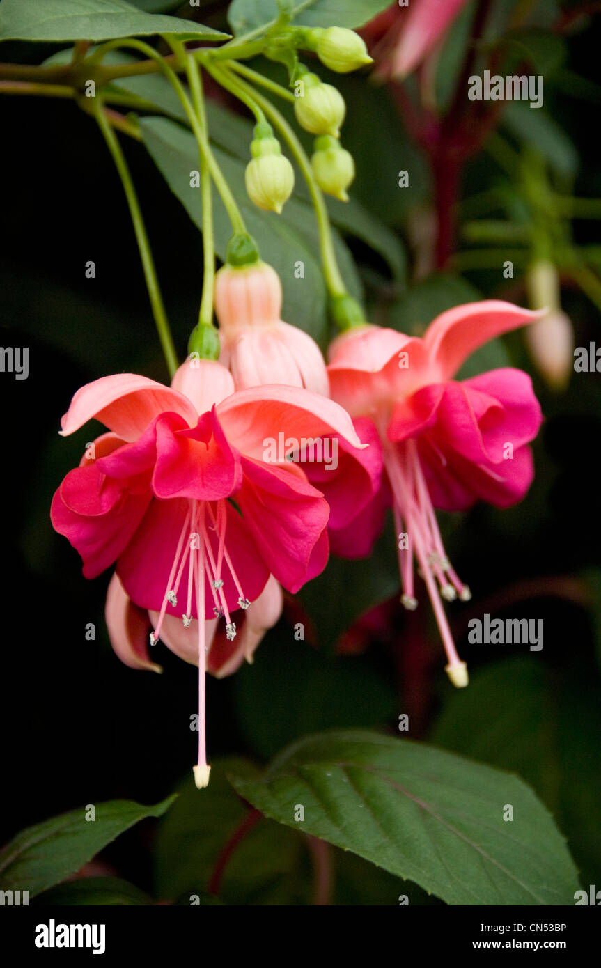 Vertical close up of the pretty two tone pink flowers from the Fuchsia, Garden News. Stock Photo
