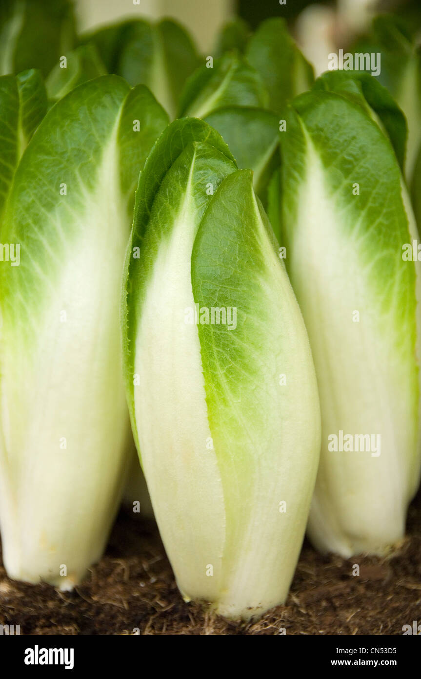 Vertical close up of chicory growing side by side in a greenhouse. Stock Photo