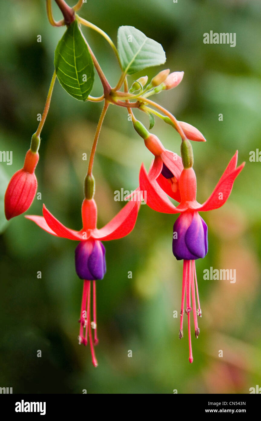 Vertical close up of the pretty flowers from the Fuchsia, Baby Blue Eyes. Stock Photo