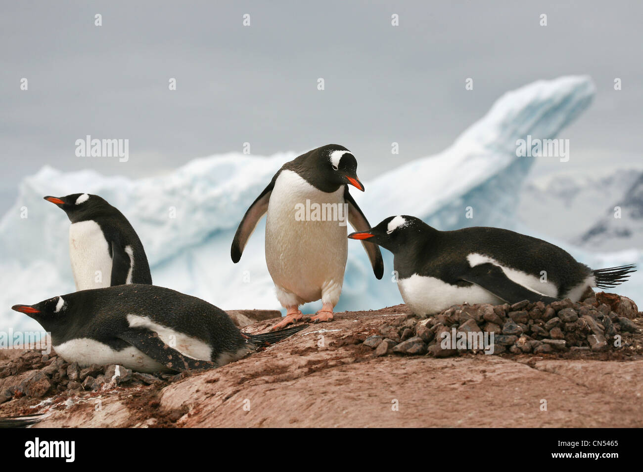 Stealing Rocks Adelie Penguins Stealing Rocks
