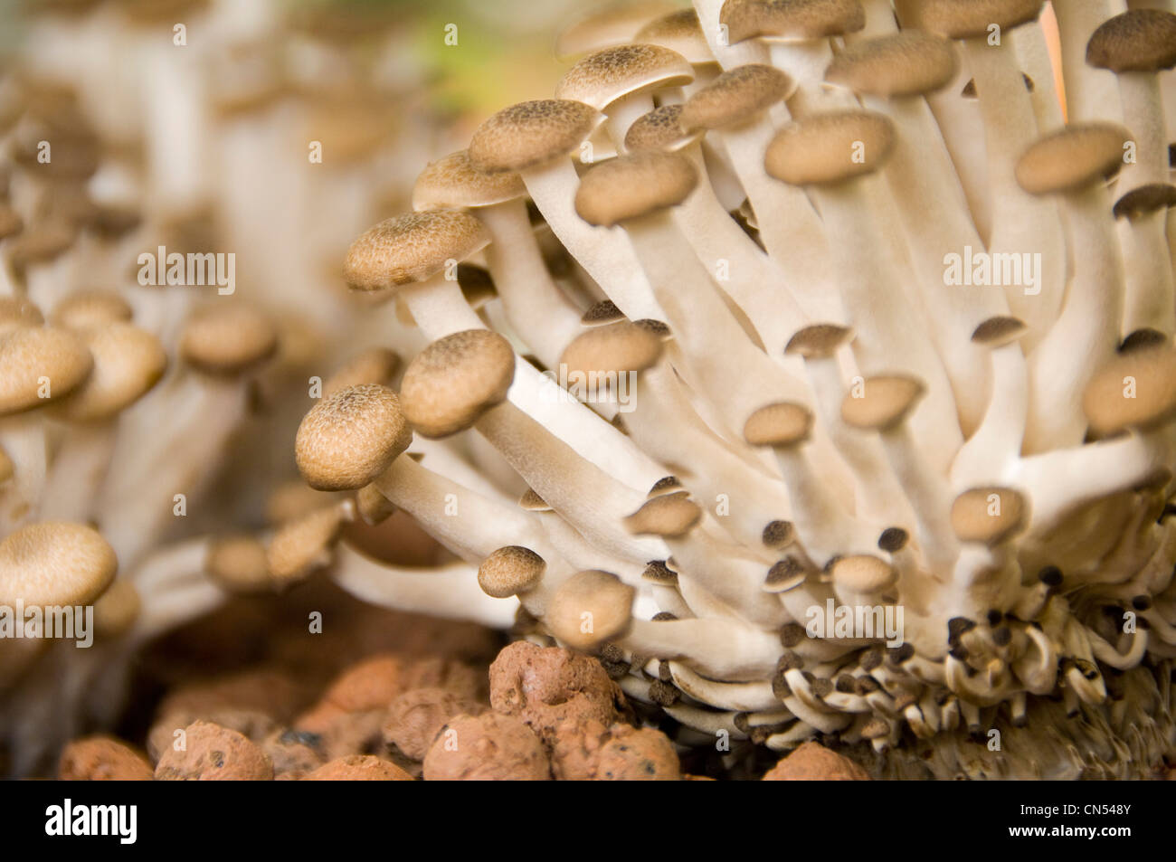 Horizontal close up of Buna shimeji mushrooms aka Brown Beech mushrooms, Hypsizygus tessellatus