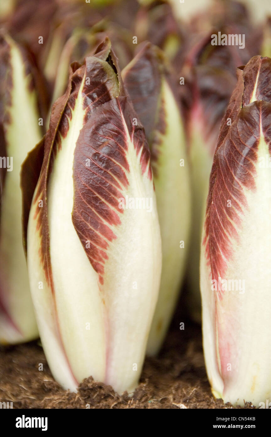 Vertical close up of red chicory growing side by side in a greenhouse. Stock Photo
