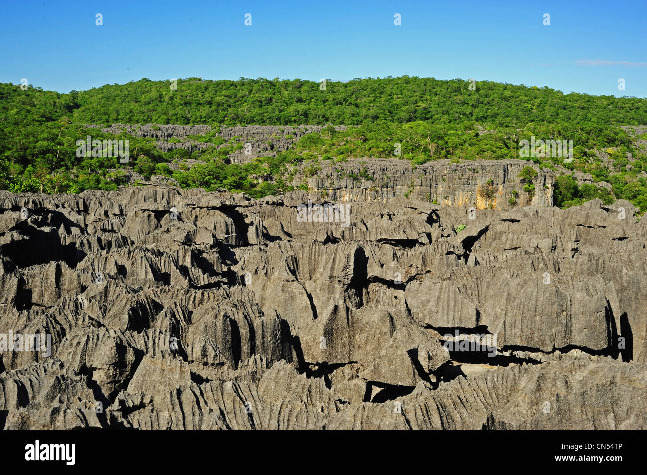 Madagascar, North, National Park of Ankarana, Tsingy spike rocks amid the green forest Stock Photo