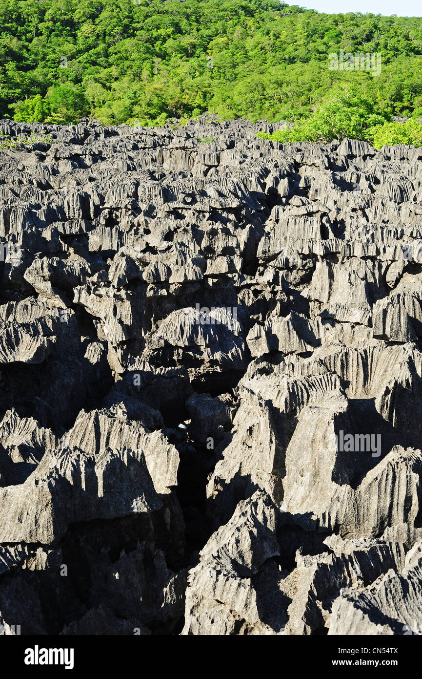 Madagascar, North, National Park of Ankarana, Tsingy spike rocks amid the green forest Stock Photo