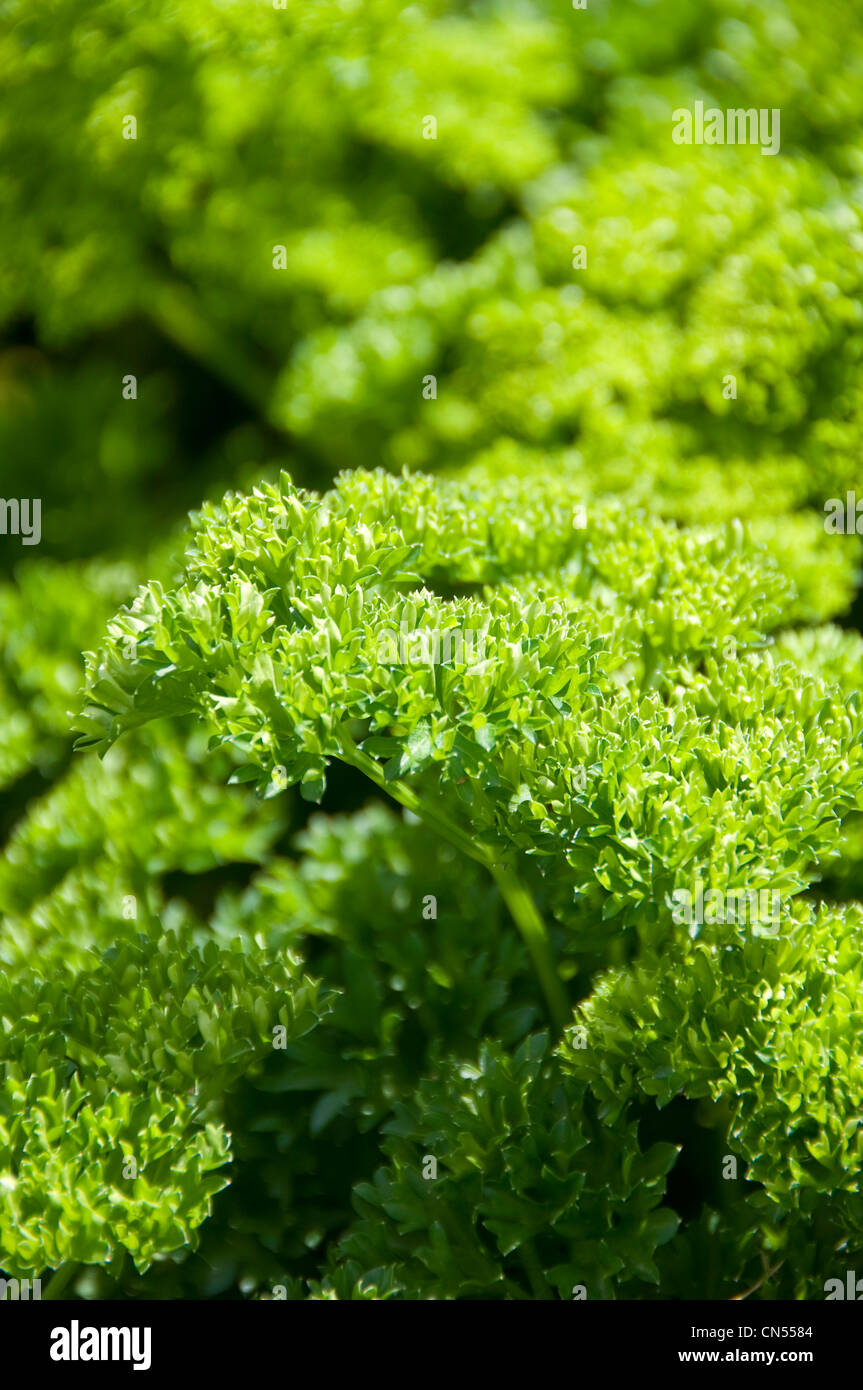 Vertical close up of of the herb curly parsely, var. crispum, growing in the garden in the sunshine. Stock Photo