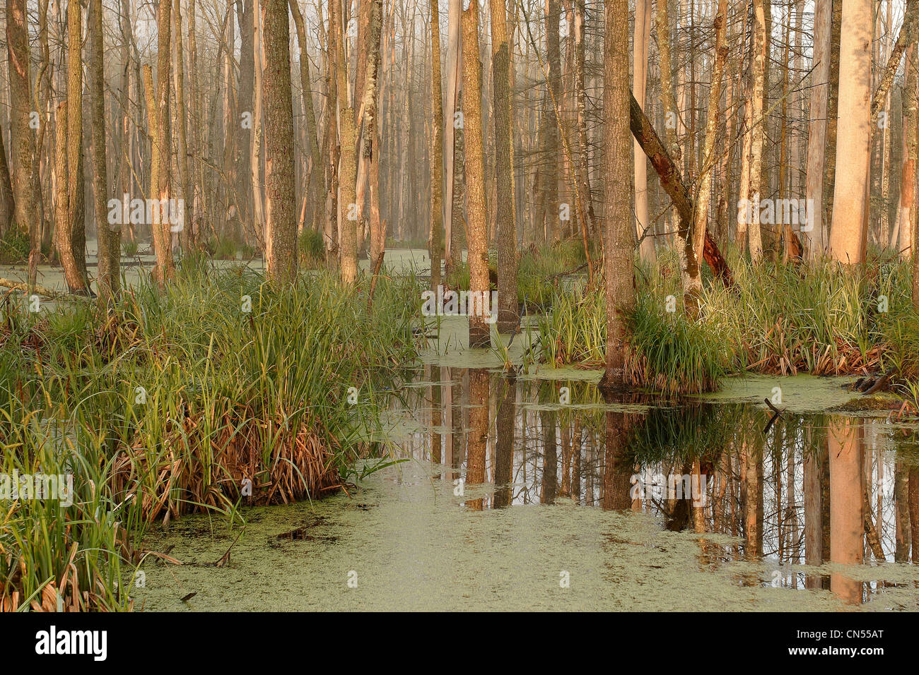 Poland, Podlaskie, Bialowieza forest, listed as World Heritage by UNESCO and biosphere reserve, wetland from the Bialowieza Stock Photo