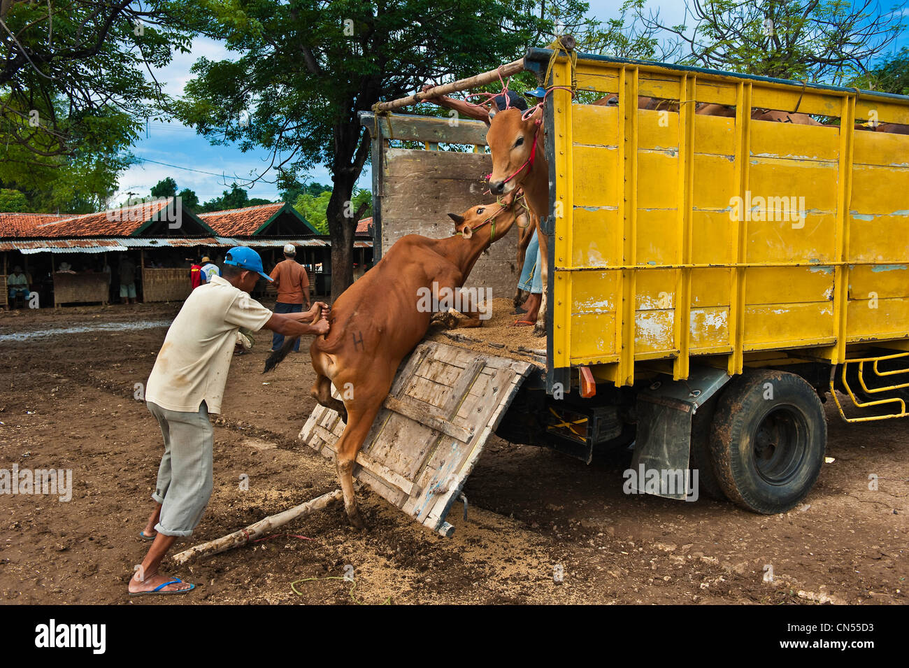 Indonesia, Java, East Java Province, Madura Island, Sumenep, Bull market Stock Photo