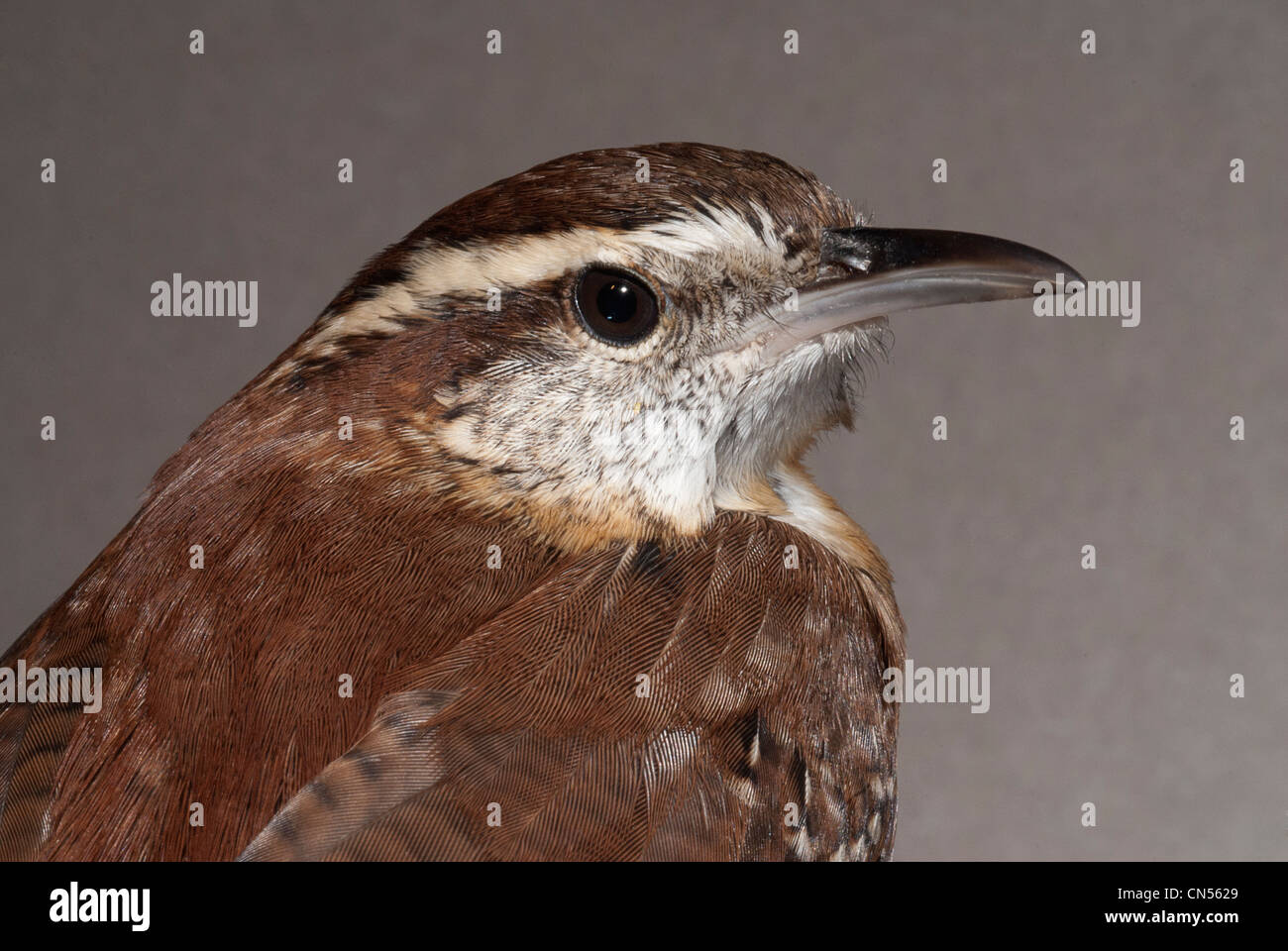 Carolina Wren, Thryothorus ludovicianus Stock Photo