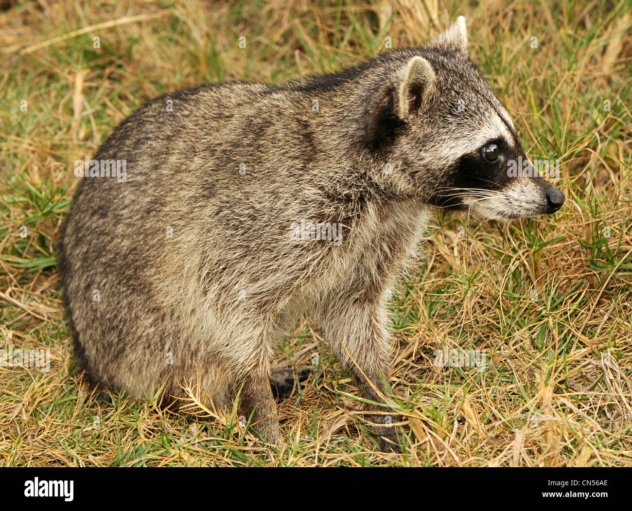 Cozumel raccoon (Procyon pygmaeus) Stock Photo