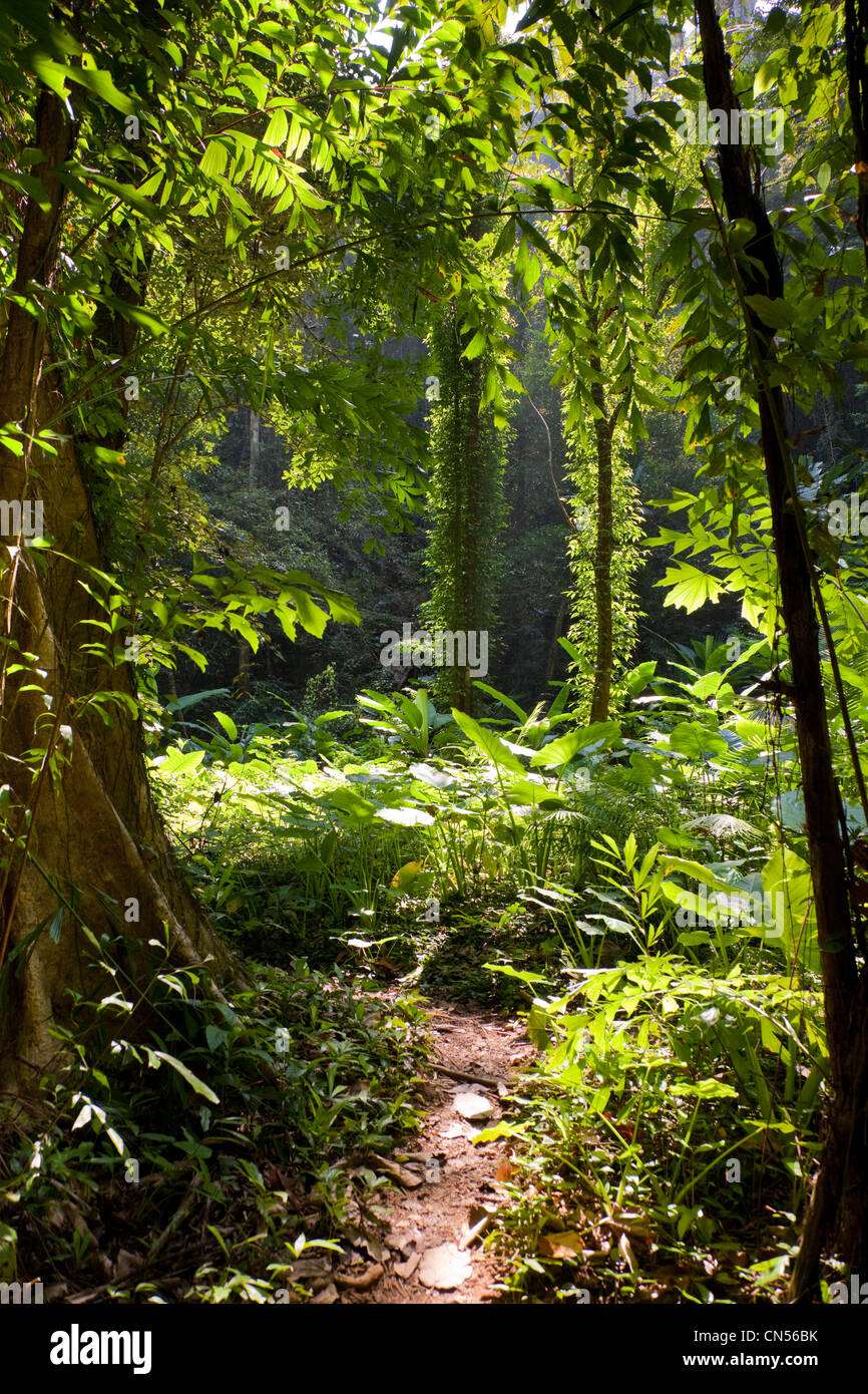 Jungle scene hi-res stock photography and images - Alamy