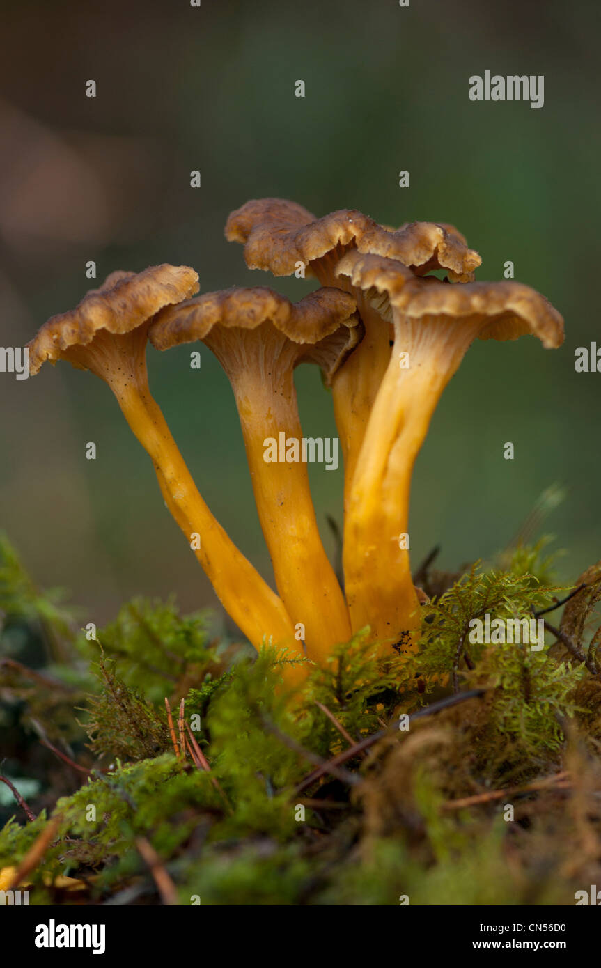 Craterellus tubaeformis (formerly Cantharellus tubaeformis) is an ...