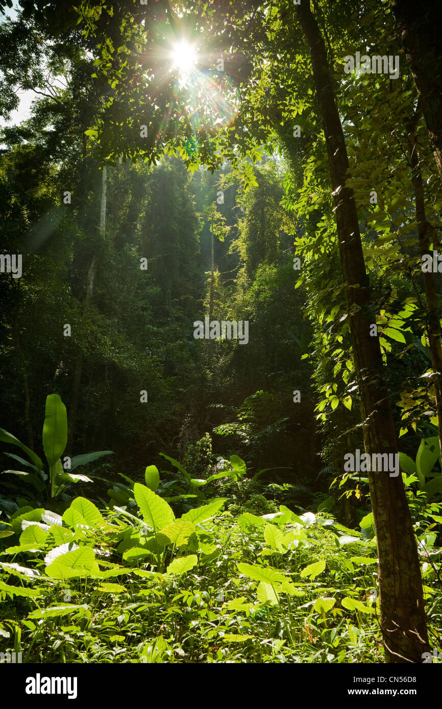 Jungle scene on Koh Yao Noi, one of Thailand's islands. Stock Photo