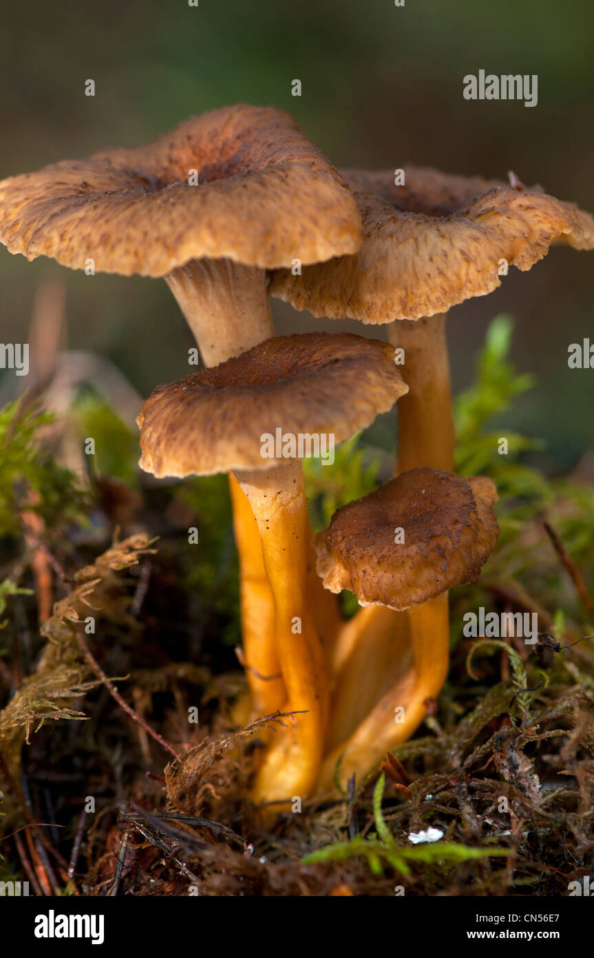 Craterellus tubaeformis (formerly Cantharellus tubaeformis) is an edible fungus Stock Photo
