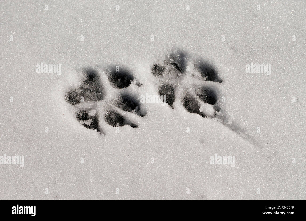 dog paw print in the snow Stock Photo