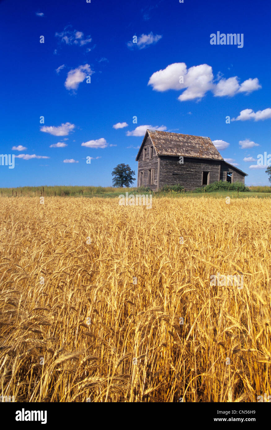 Old House and Mature Winter Wheat Field, Winnipeg, Manitoba Stock Photo