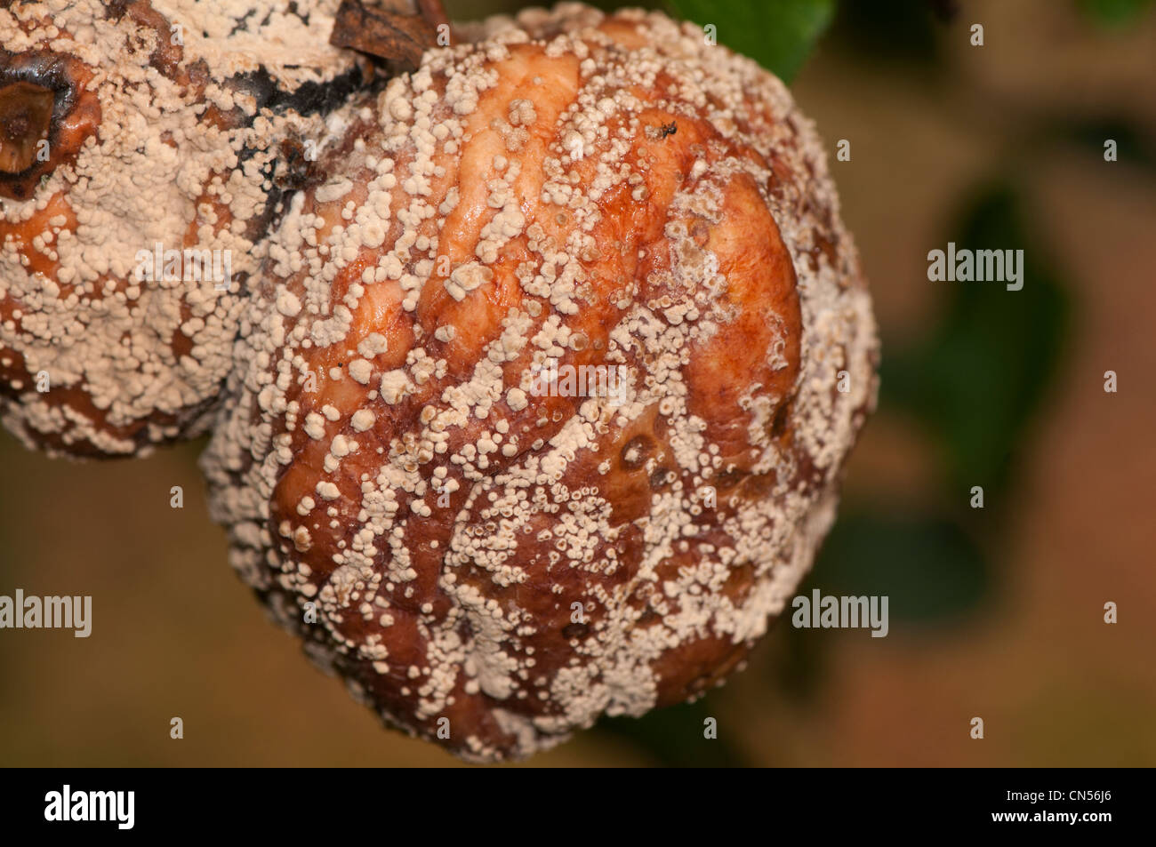 monilia fructigena, brown fruit rot, on apple Stock Photo