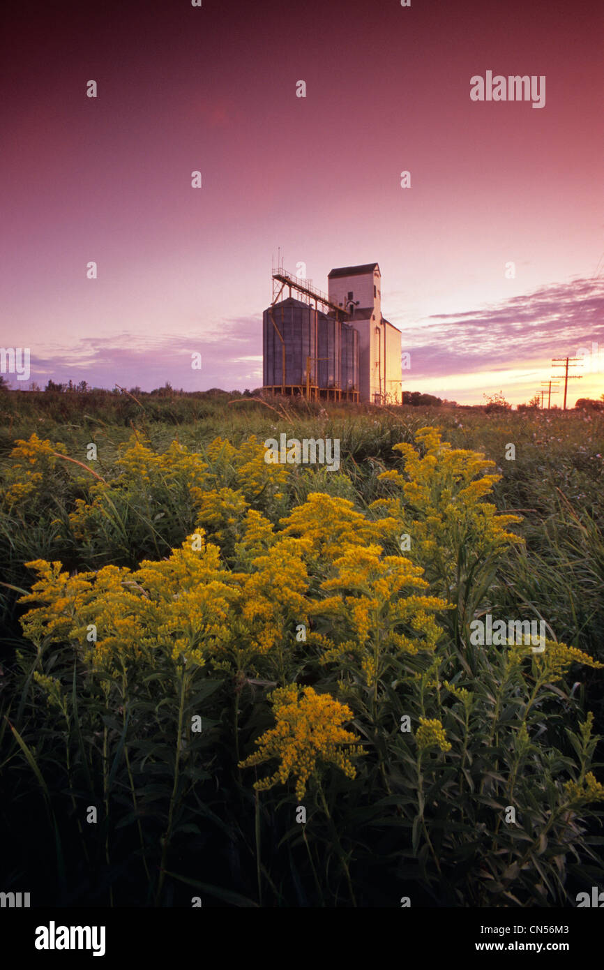 Goldenrod in Field next to Grain Elevator, Dugald, Manitoba Stock Photo