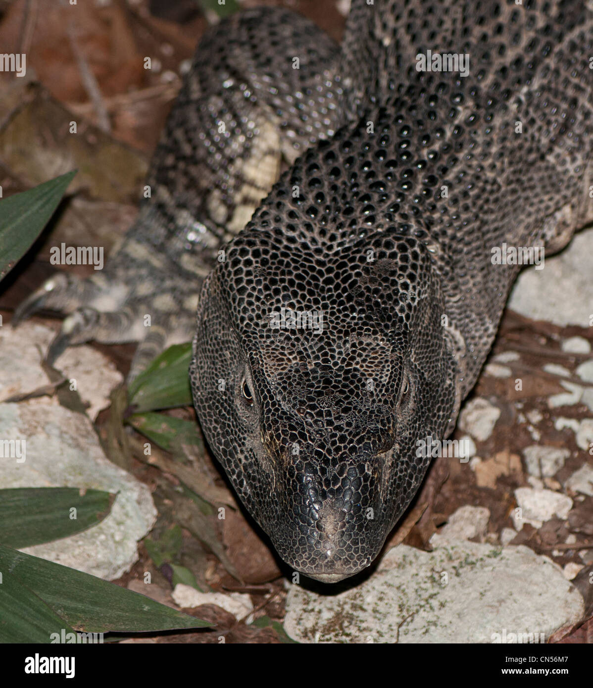Monitor lizard Stock Photo