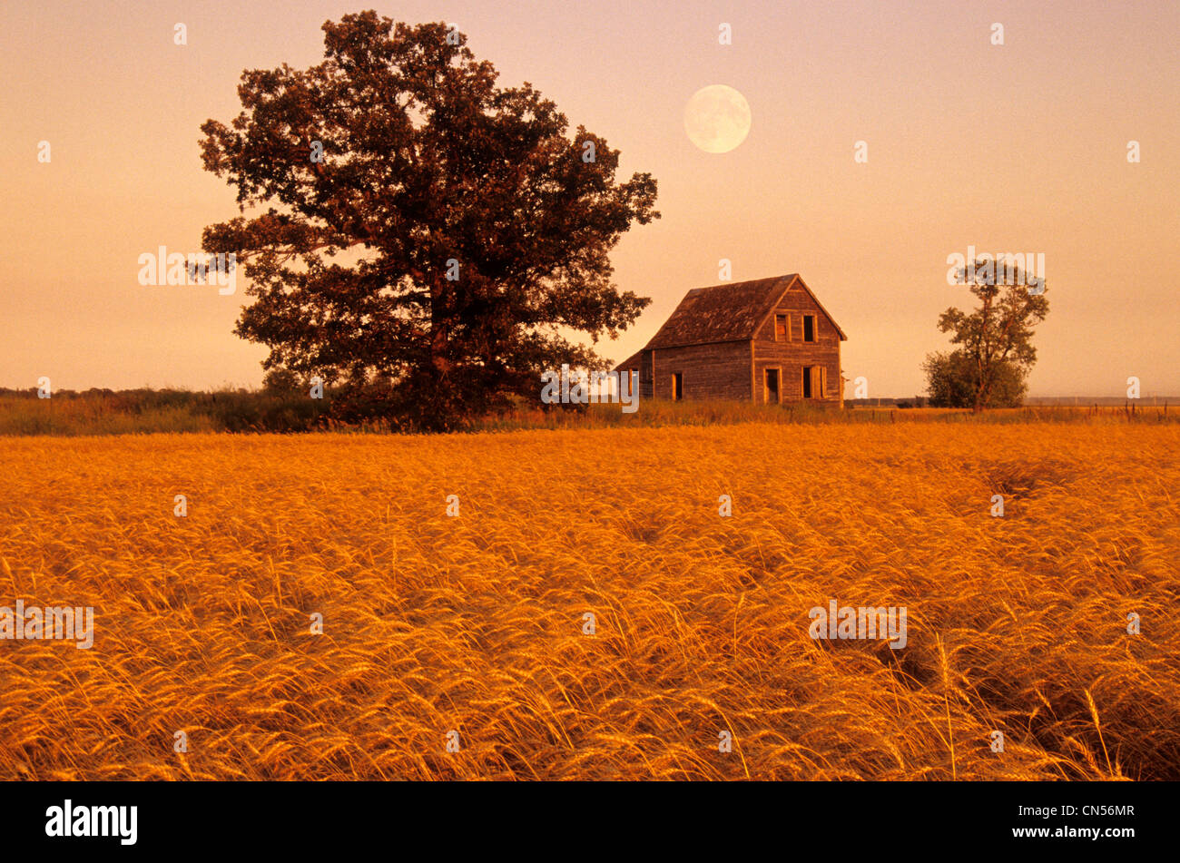 Mature Winter Wheat with Old House and Oak Tree in the background, Beausejour, Manitoba Stock Photo