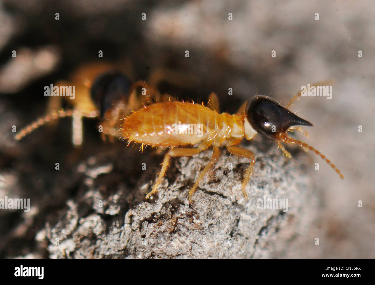 Nasutitermes termites photographed in mexico hi-res stock