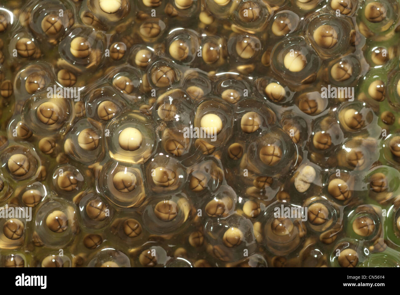 pickerel frog egg mass Stock Photo Alamy