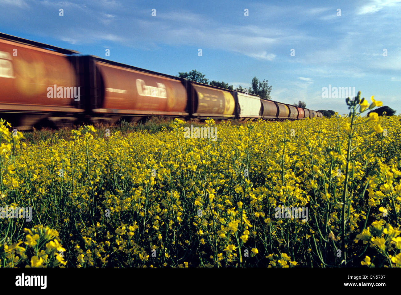 Blurred Rail Hopper Cars Passing Canola Field, near Portage la Prairie