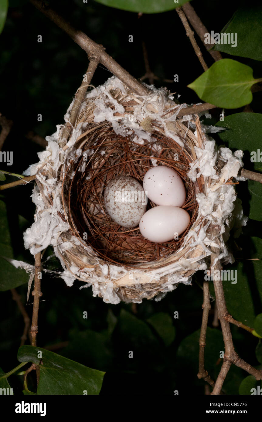 nest of the red-eyed Vireo, Vireo olivaceus, with a cowbird egg Stock Photo