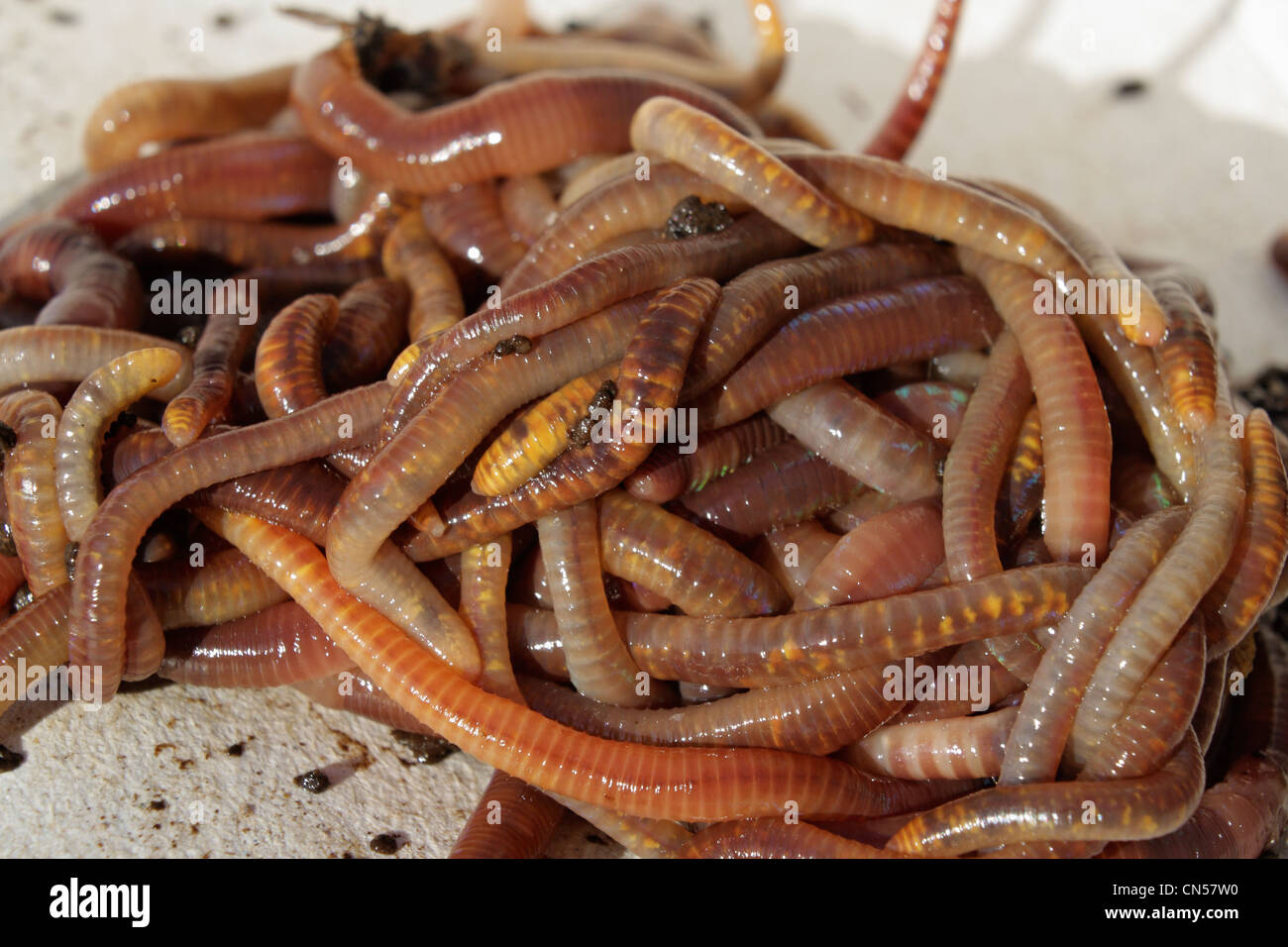 Close up shot of composting worms, Red Worm (Eisenia andrei), and  Dendrobaena (Eisenia hortensis) known as Dendra Stock Photo - Alamy