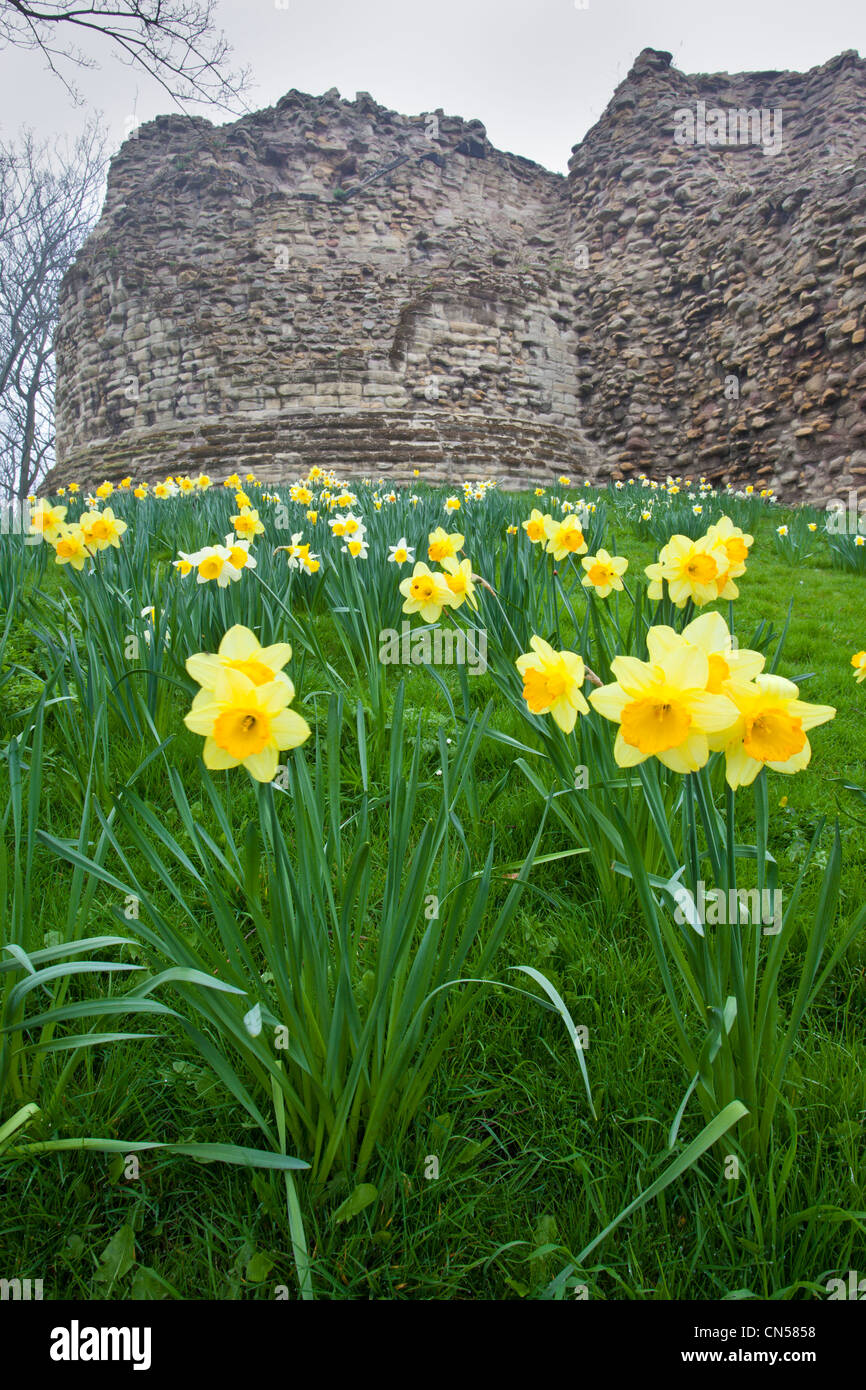 Pontefract Castle & Daffodils in Spring, Pontefract, West Yorkshire, UK Stock Photo