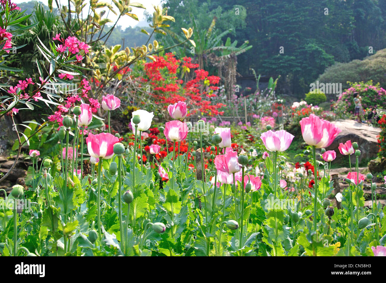 Opium poppies (Papaver somniferum) growing in Hill tribes Village Museum gardens, near Chiang Mai, Chiang Mai Province, Thailand Stock Photo