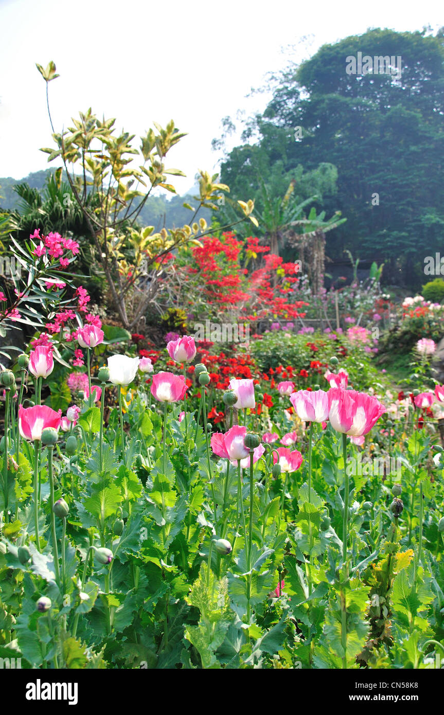Opium poppies (Papaver somniferum) growing in Hill tribes Village Museum gardens, near Chiang Mai, Chiang Mai Province, Thailand Stock Photo