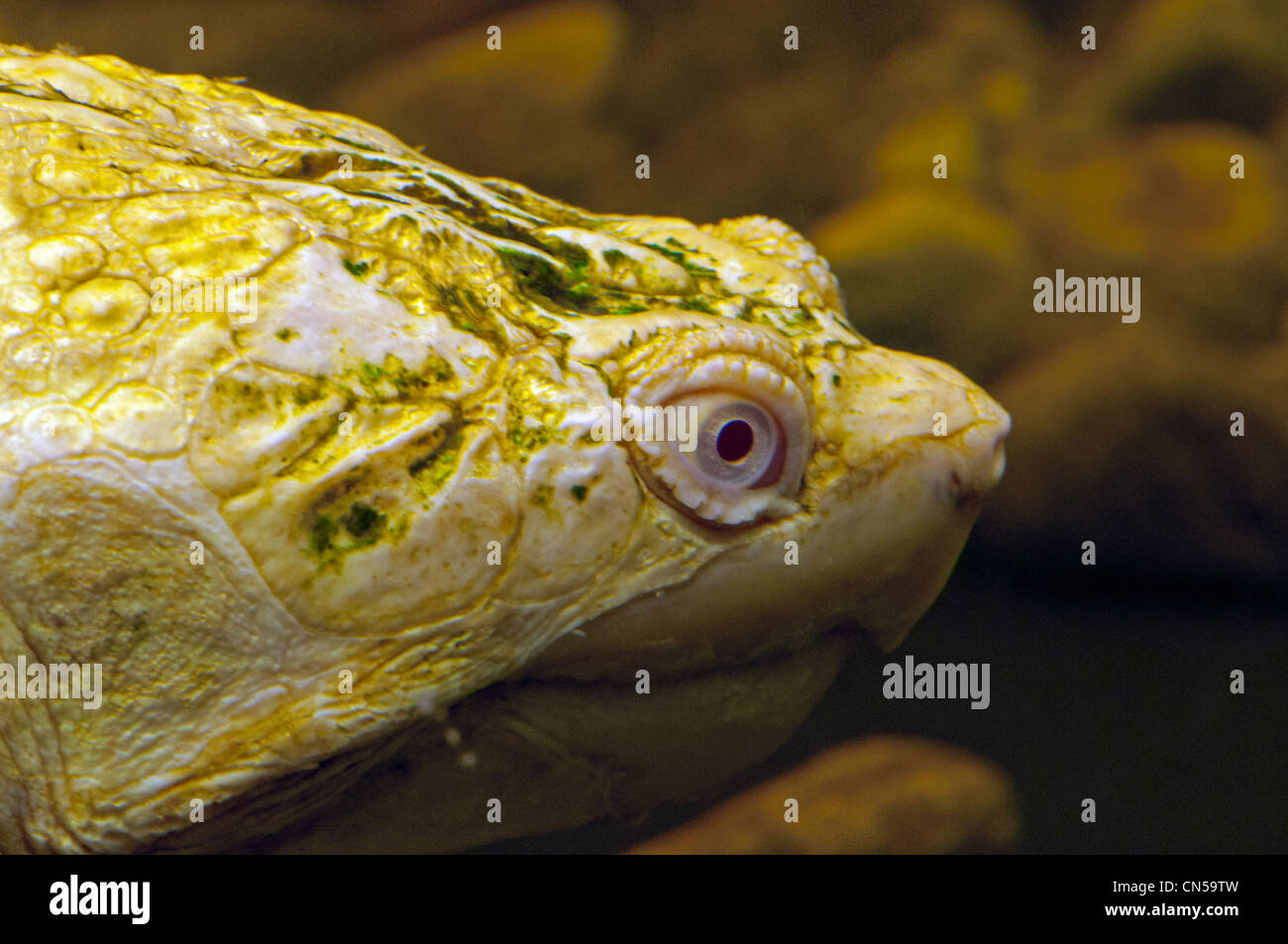 Close-up of the head of a Common Snapping Turtle. Stock Photo