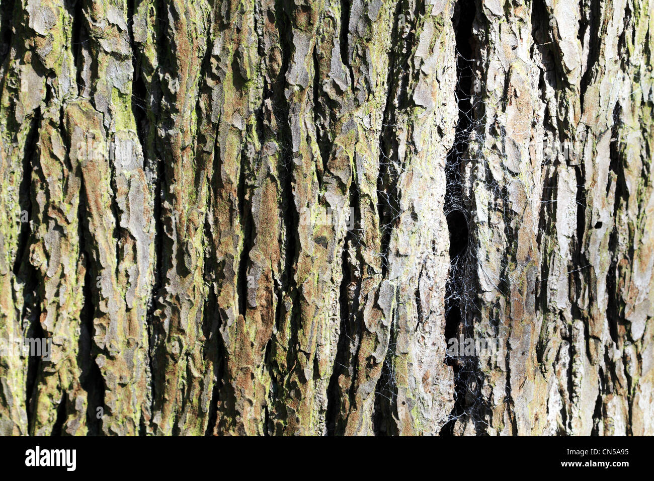 Tree Bark Texture patterned outer skin of woodland timber Stock Photo