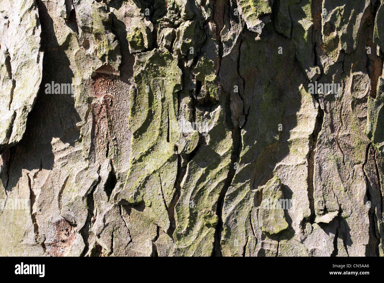 Tree Bark Texture patterned outer skin of woodland timber Stock Photo