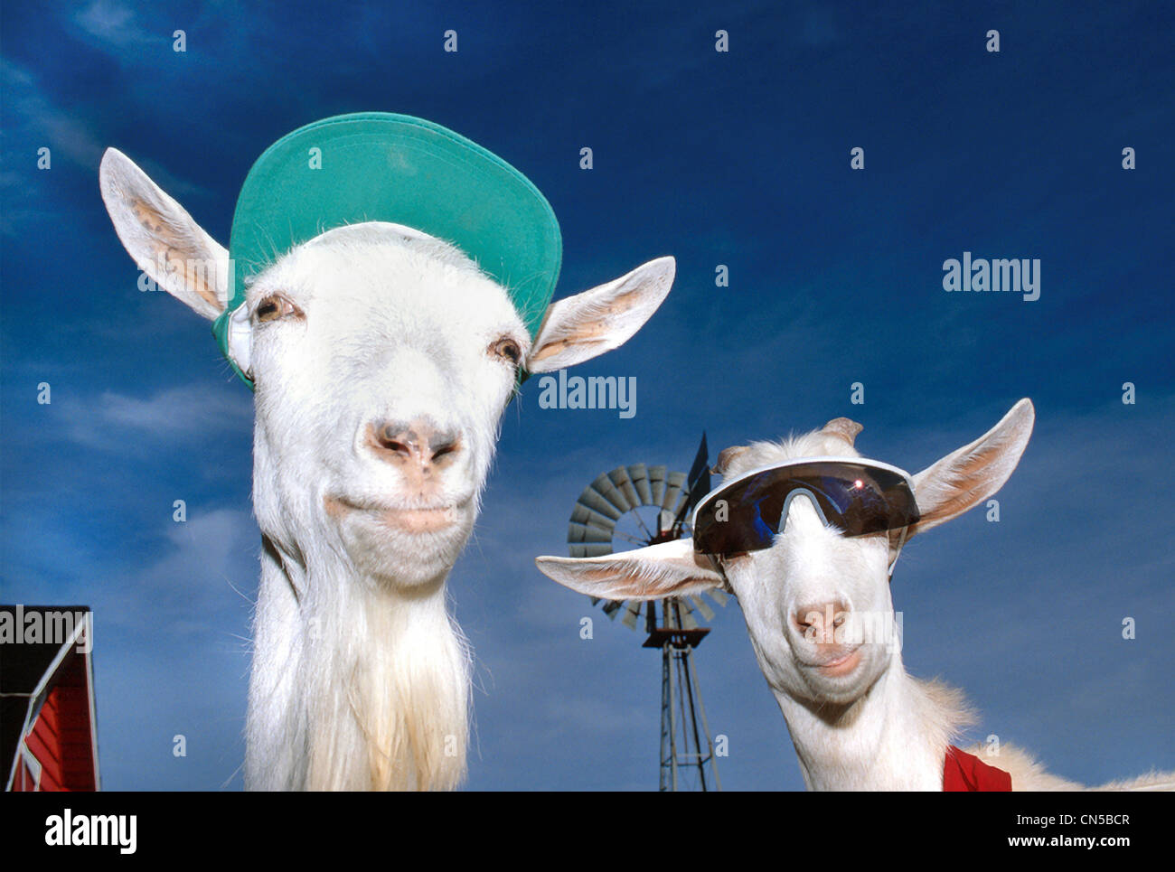 Goats Wearing a Hat and Sunglasses with a Farmyard in the background, near  Fort St. John, British Columbia Stock Photo - Alamy