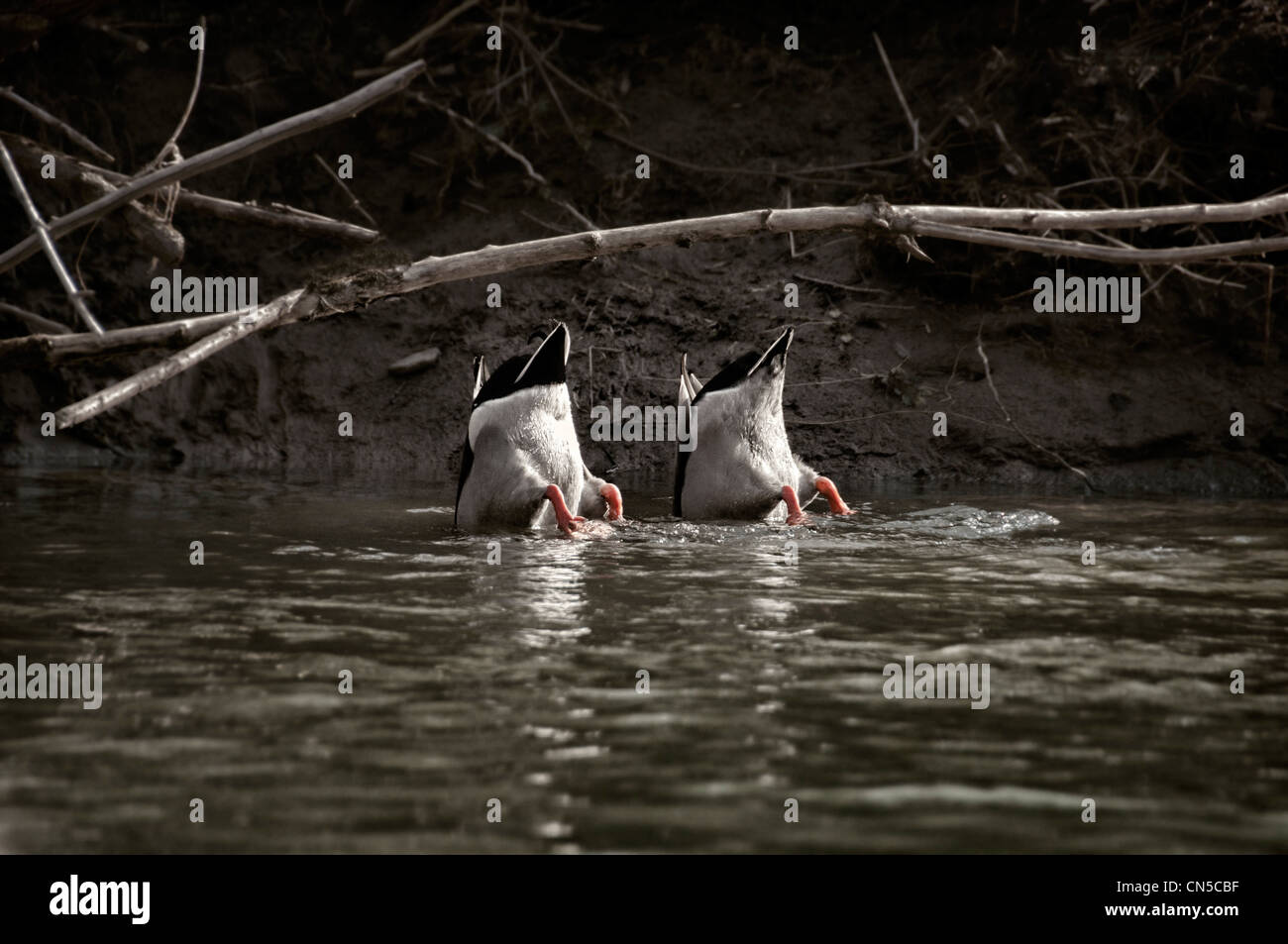 two ducks diving underwater for food Stock Photo