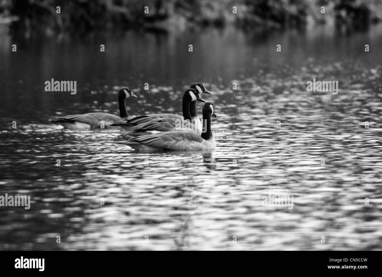 geese swimming on a pond or lake in black and white Stock Photo