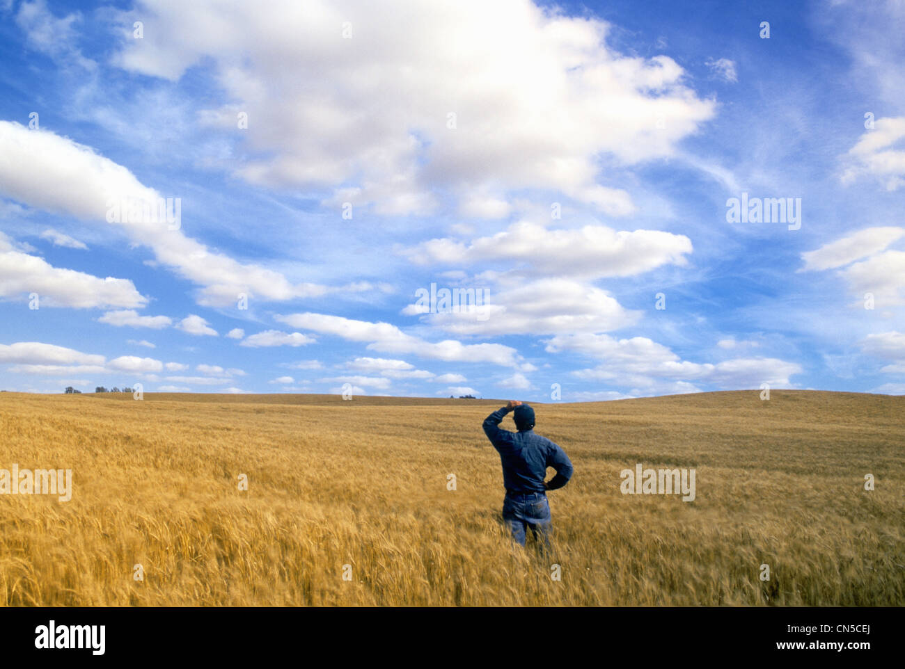 Farmer in Wheat Field, Tiger Hills, Manitoba Stock Photo