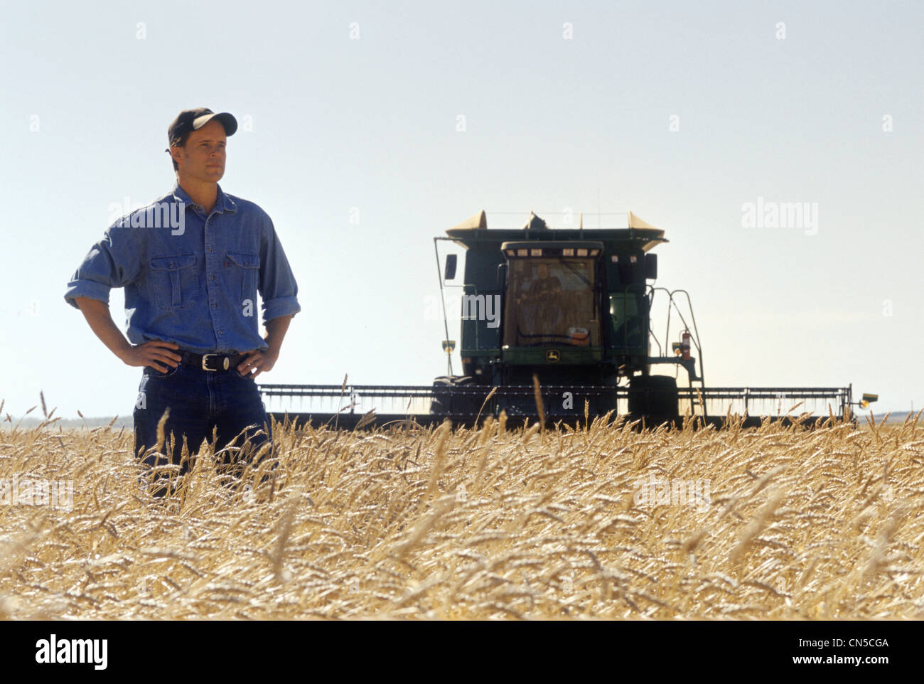 Farmer in Wheat Field during Harvest, Tiger Hills, Manitoba Stock Photo
