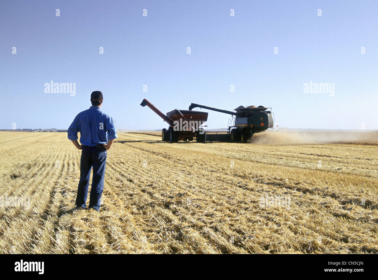 Farmer in Wheat Field during Harvest, Tiger Hills, Manitoba Stock Photo