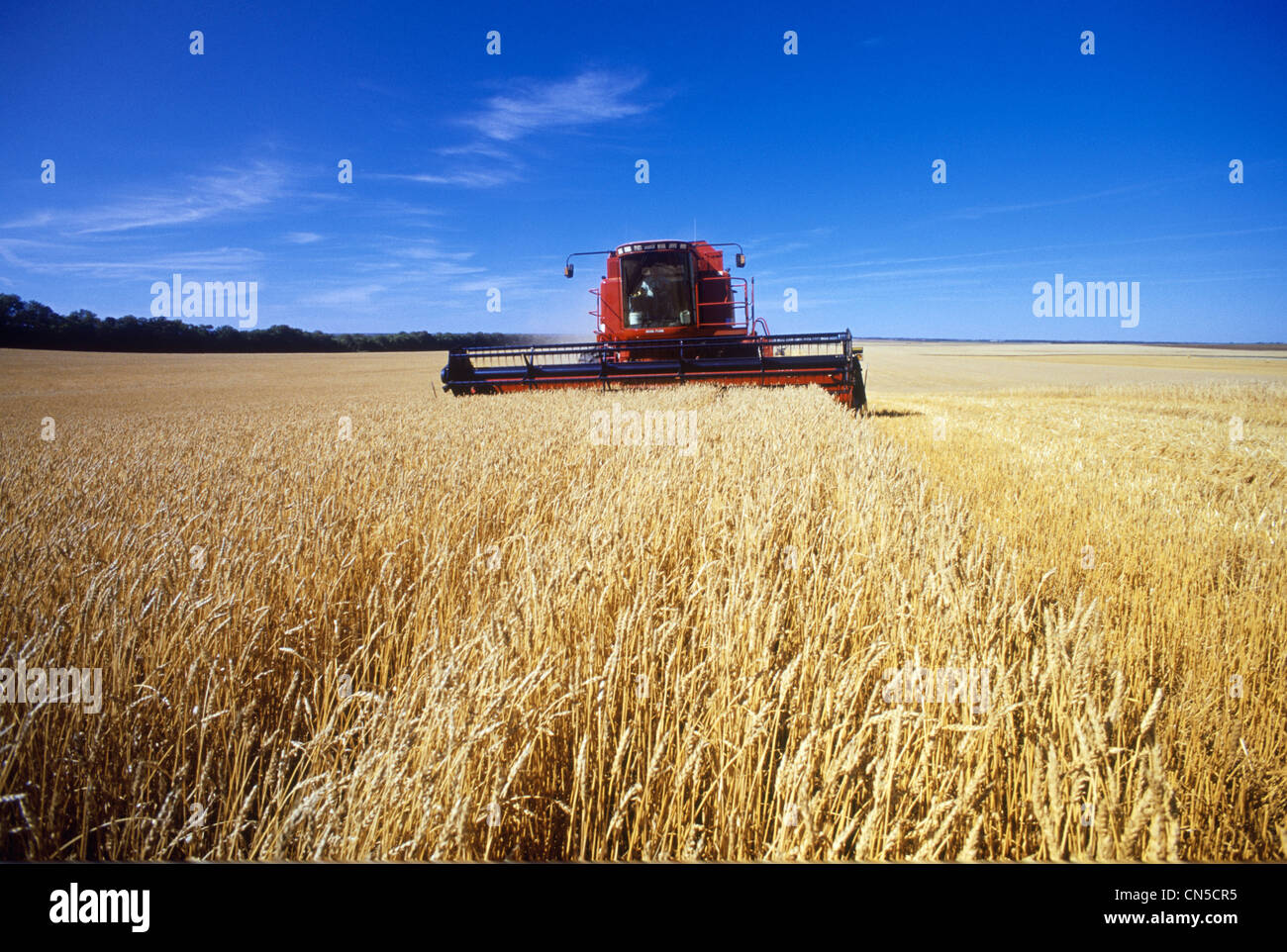 Spring Wheat Harvest, Tiger Hills, Manitoba Stock Photo