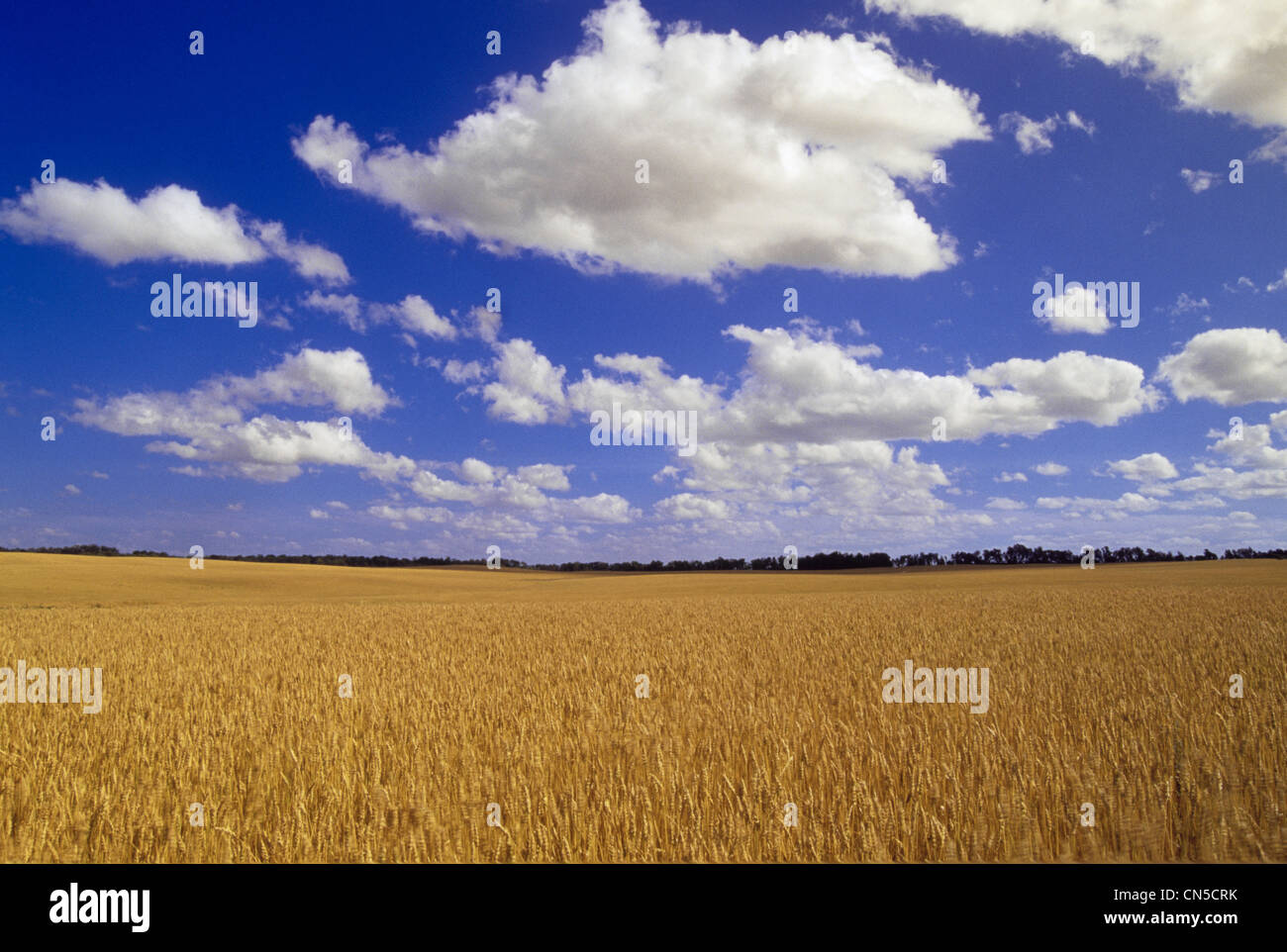 Spring Wheat Field, Tiger Hills, Manitoba Stock Photo
