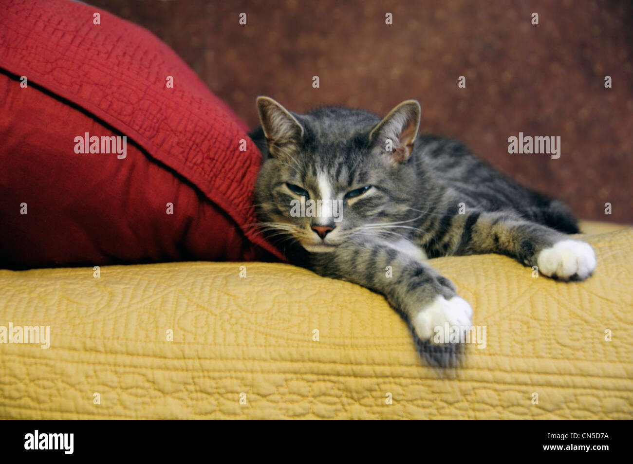 tabby cat falling asleep Stock Photo Alamy