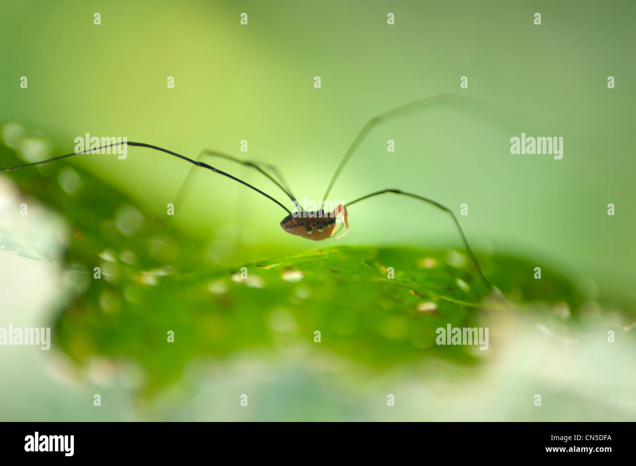 closeup of a spider on a leaf Stock Photo - Alamy