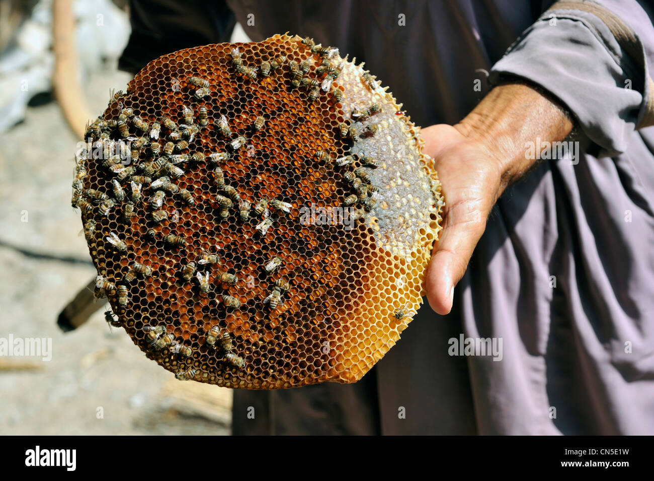 Oman food insect hi-res stock photography and images - Alamy